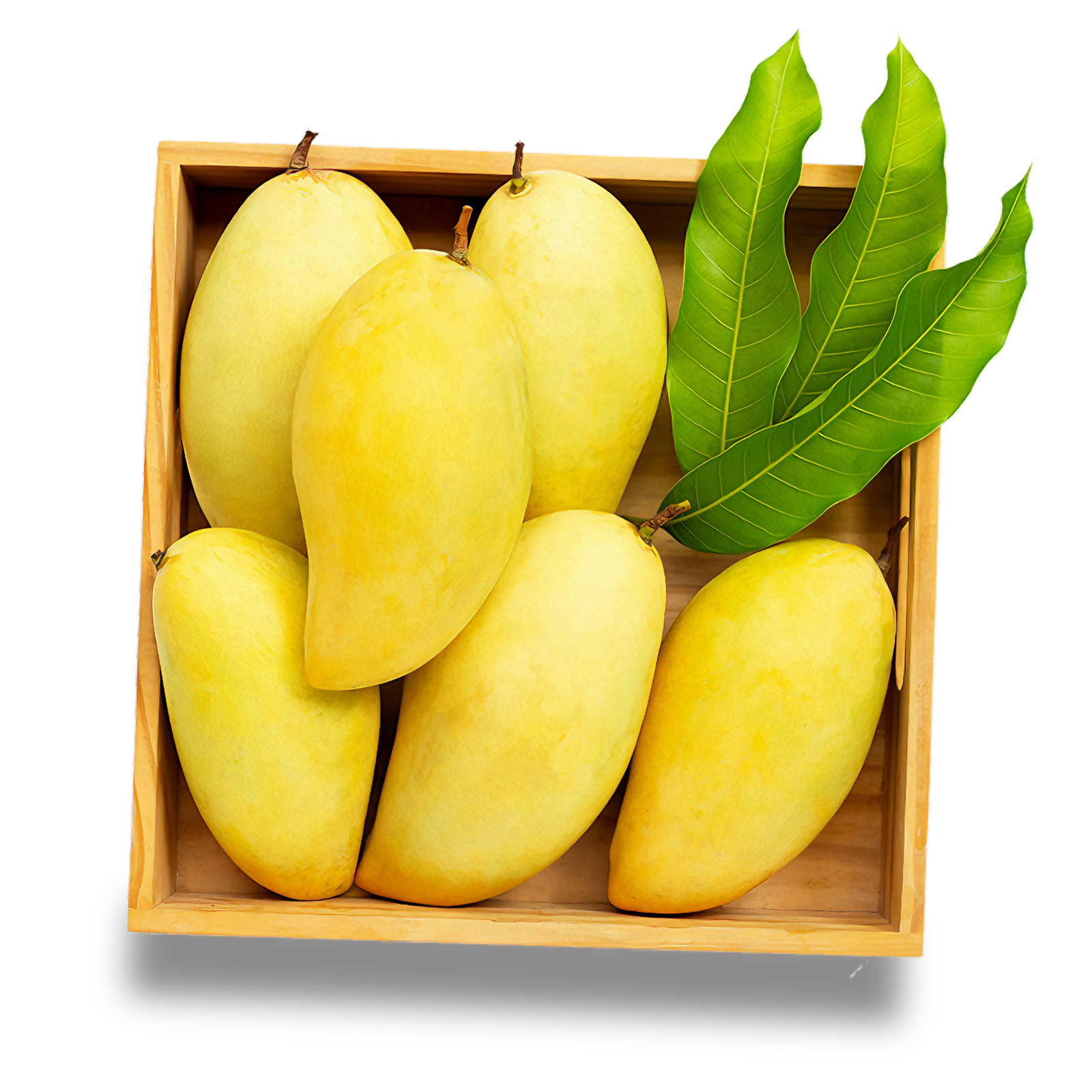 Chaunsa Mango | مانجو باكستاني شونسا