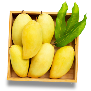 Chaunsa Mango