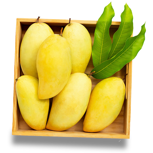 Chaunsa Mango