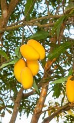 Pakistani Mango in Kuwait