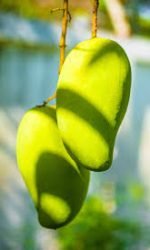 HAnging Paksitani Mango